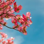 Blossom 4151081 1920